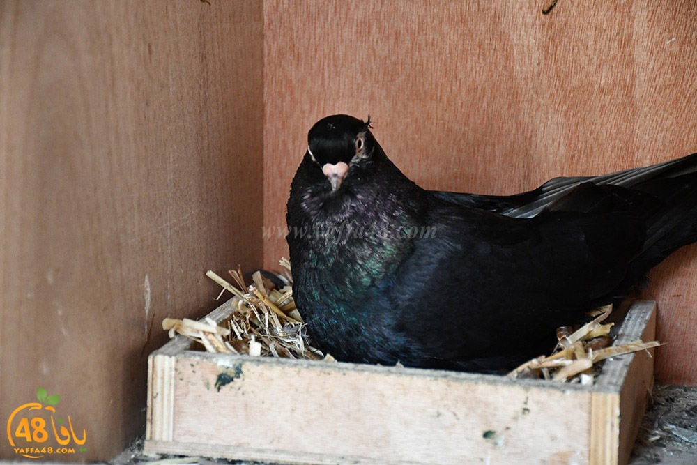 zohdi 3ashoor (23).jpeg